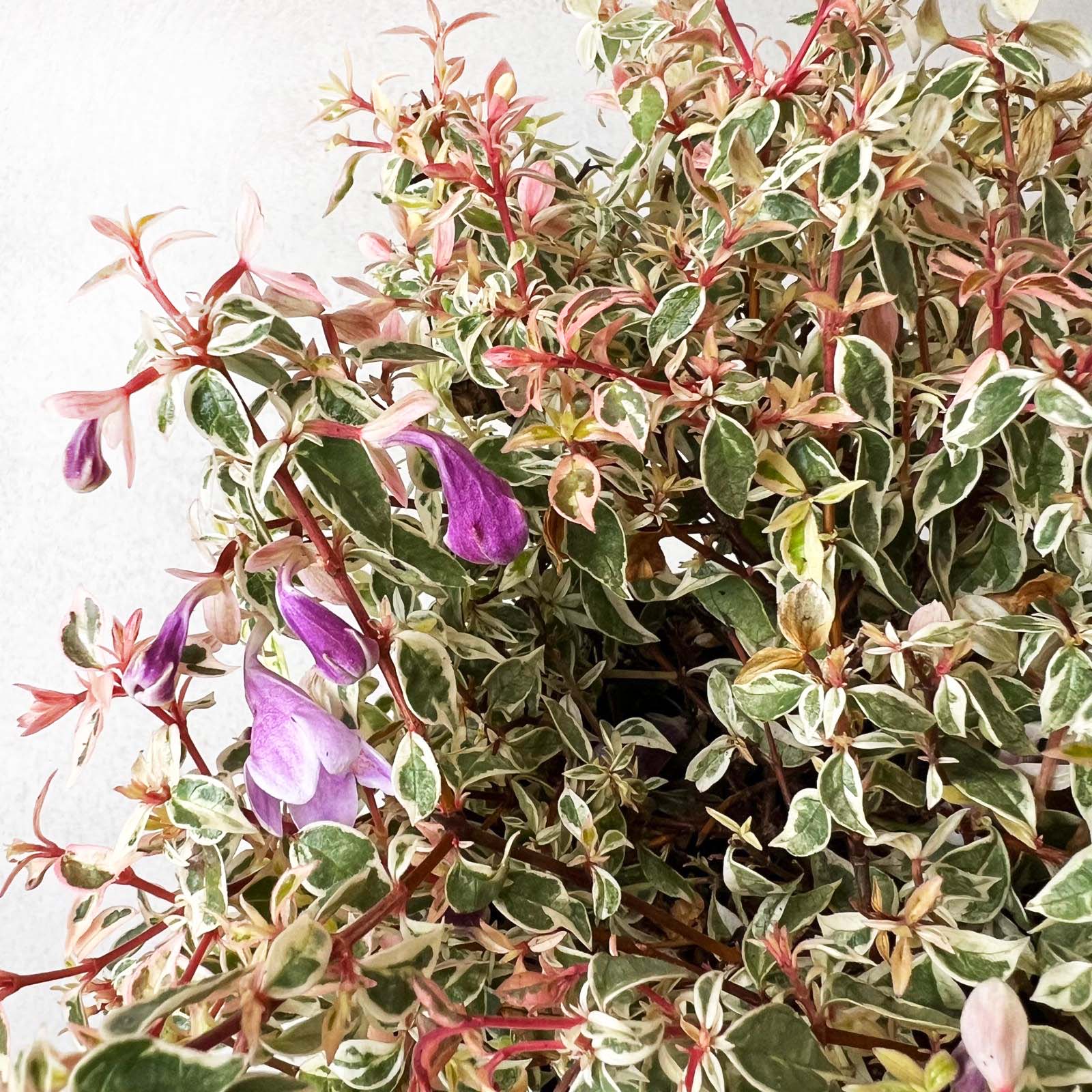 Abelia Grandiflora Swirly Bells