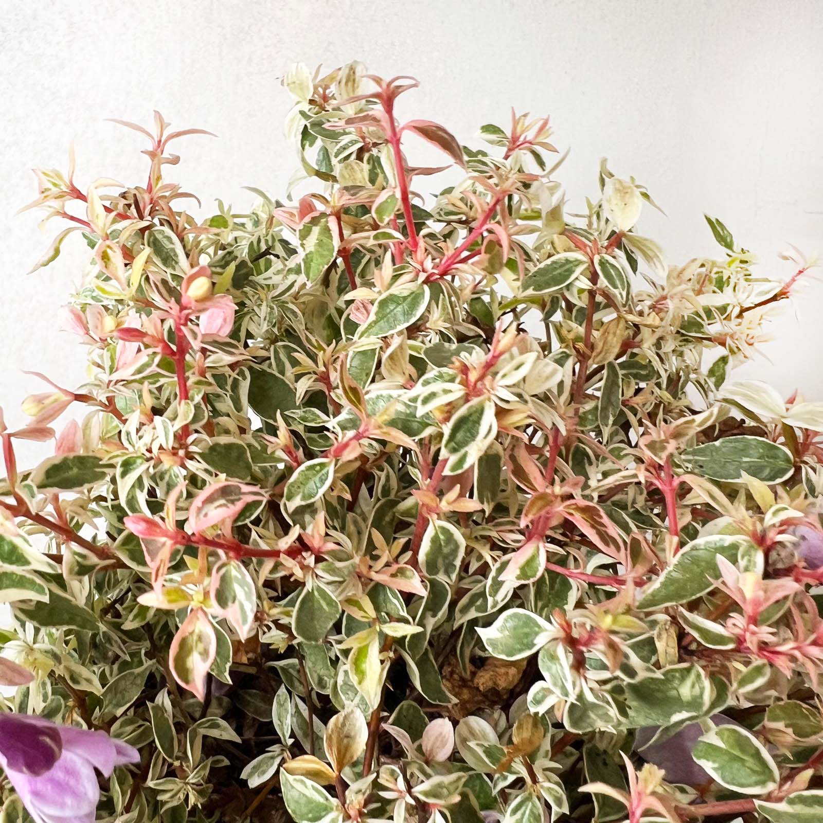 Abelia Grandiflora Swirly Bells