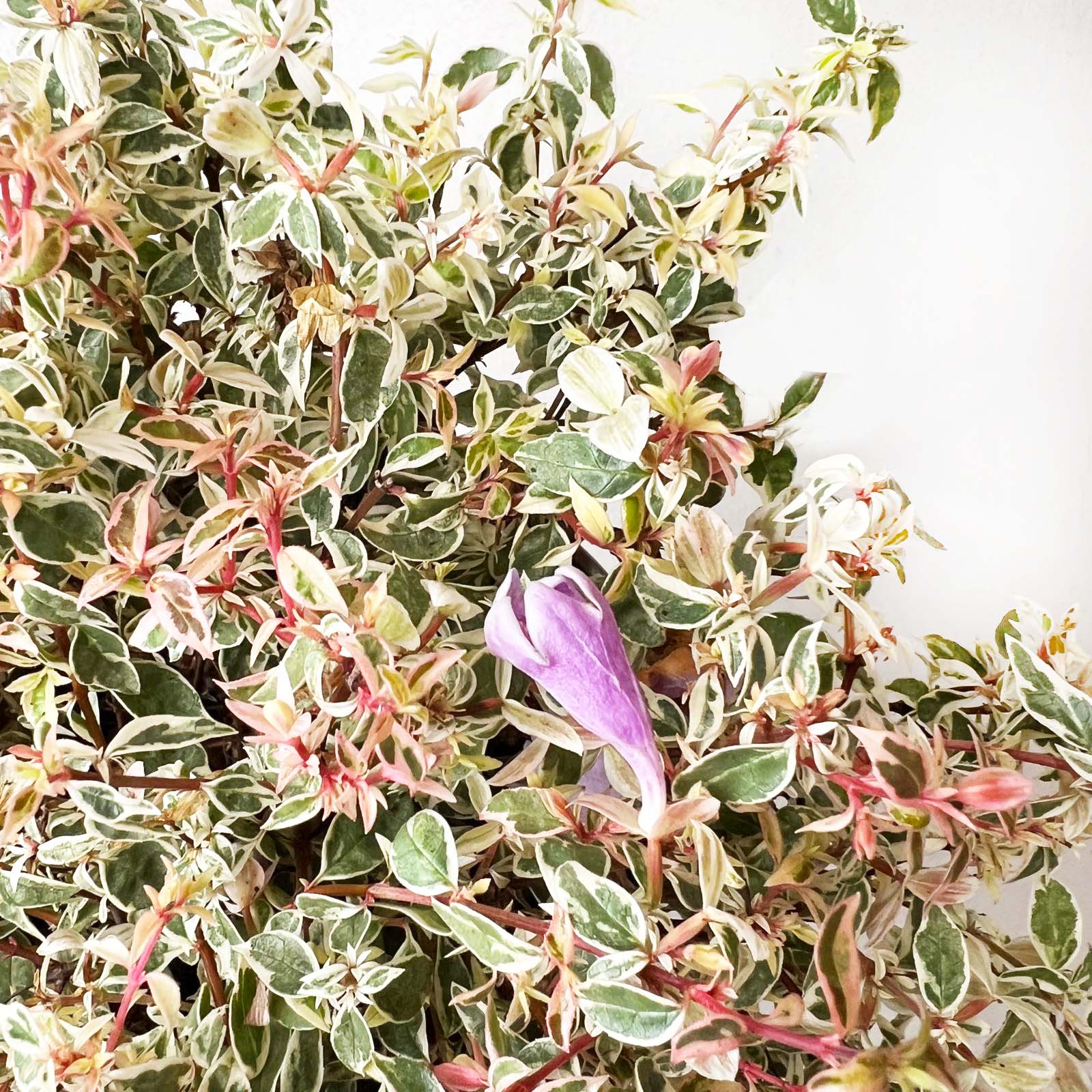 Abelia Grandiflora Swirly Bells