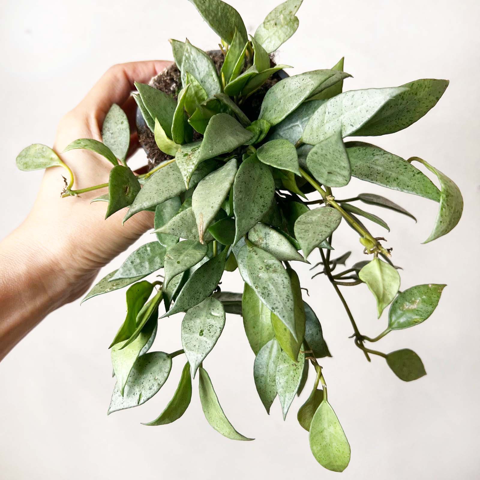 hoya Lacunosa Mint