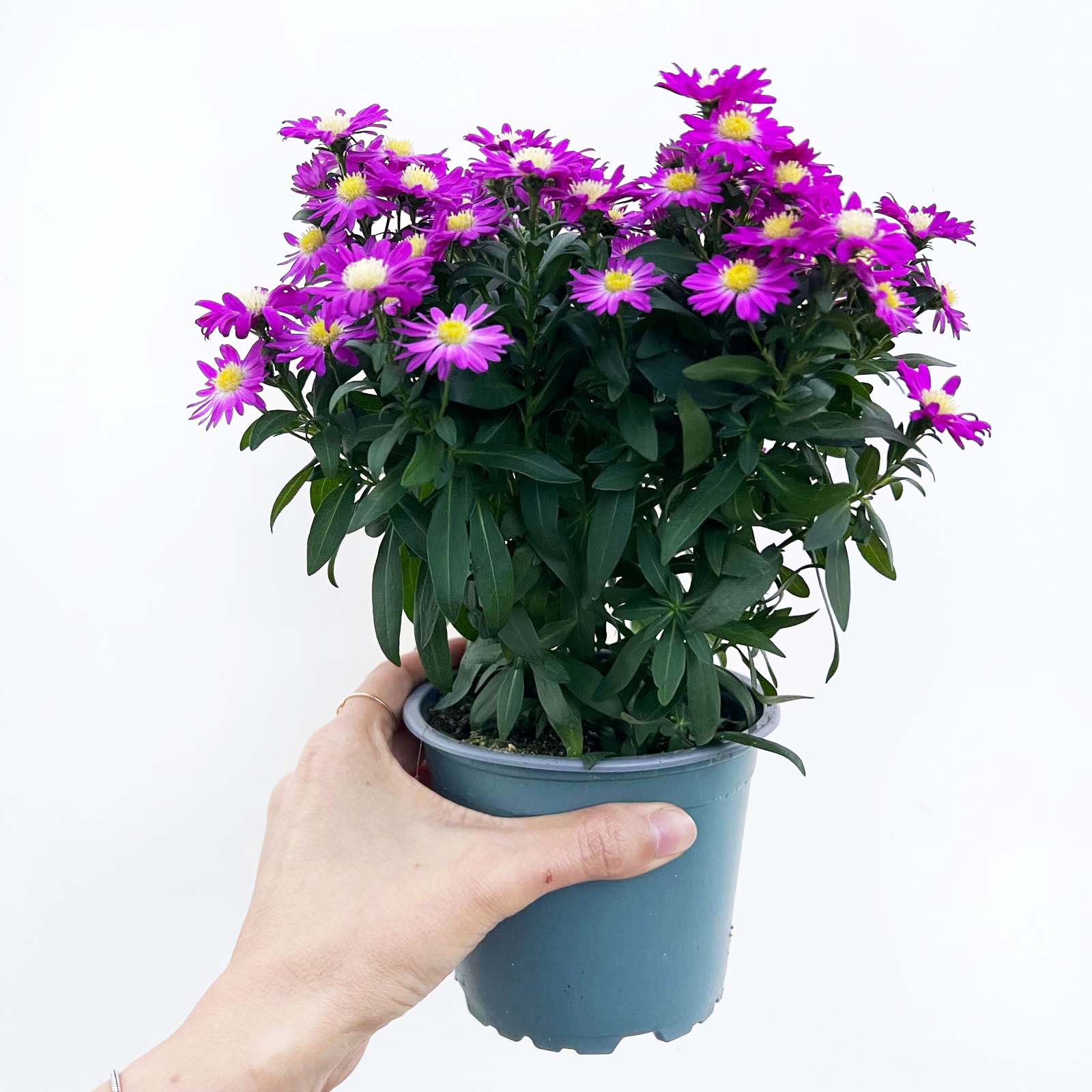 Aster novi-belgii Starletta (Settembrino) /fuxia