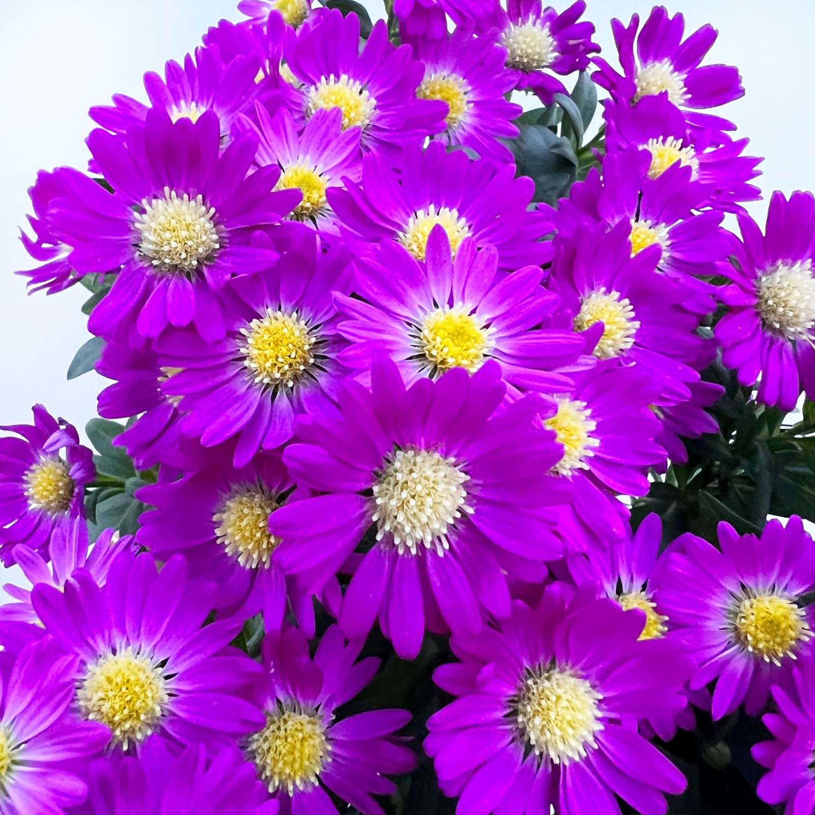 Aster novi-belgii Starletta (Settembrino) /fuxia