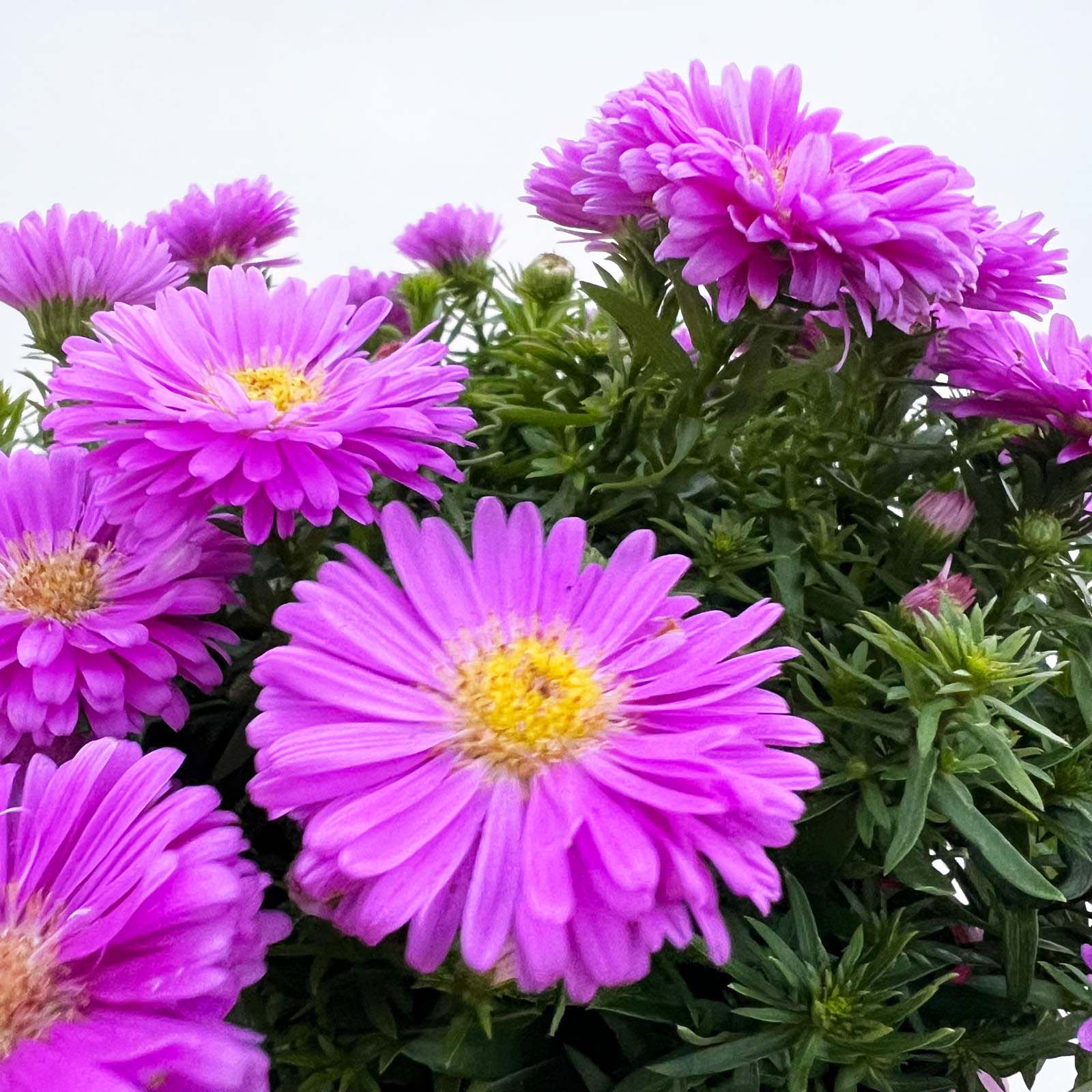 Aster Dumosus Alpha Light Pink