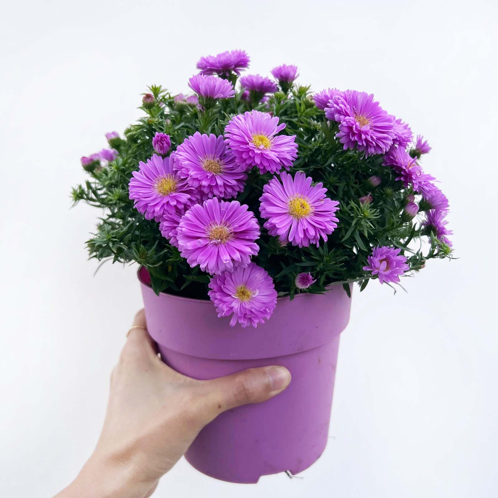 Aster Dumosus Alpha Light Pink