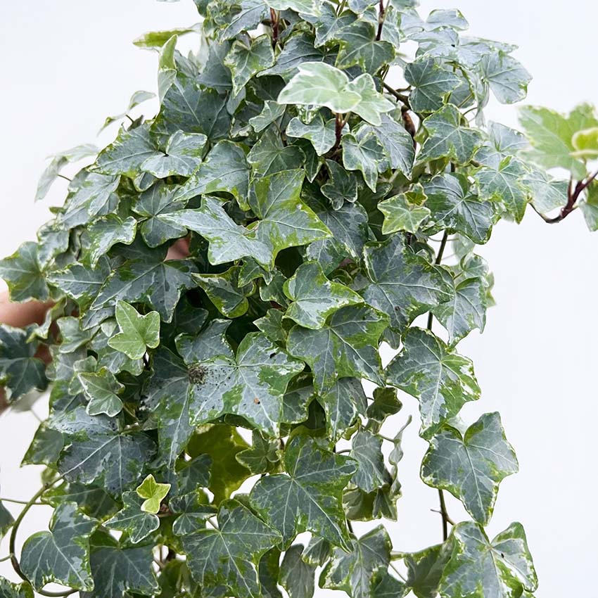 Hedera helix tricolor