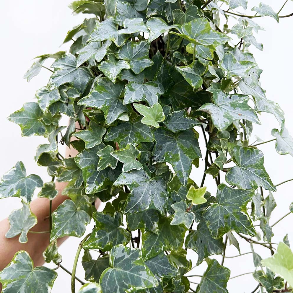 Hedera helix tricolor