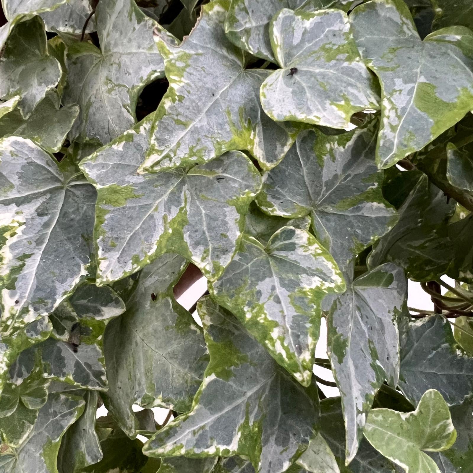 Hedera helix tricolor