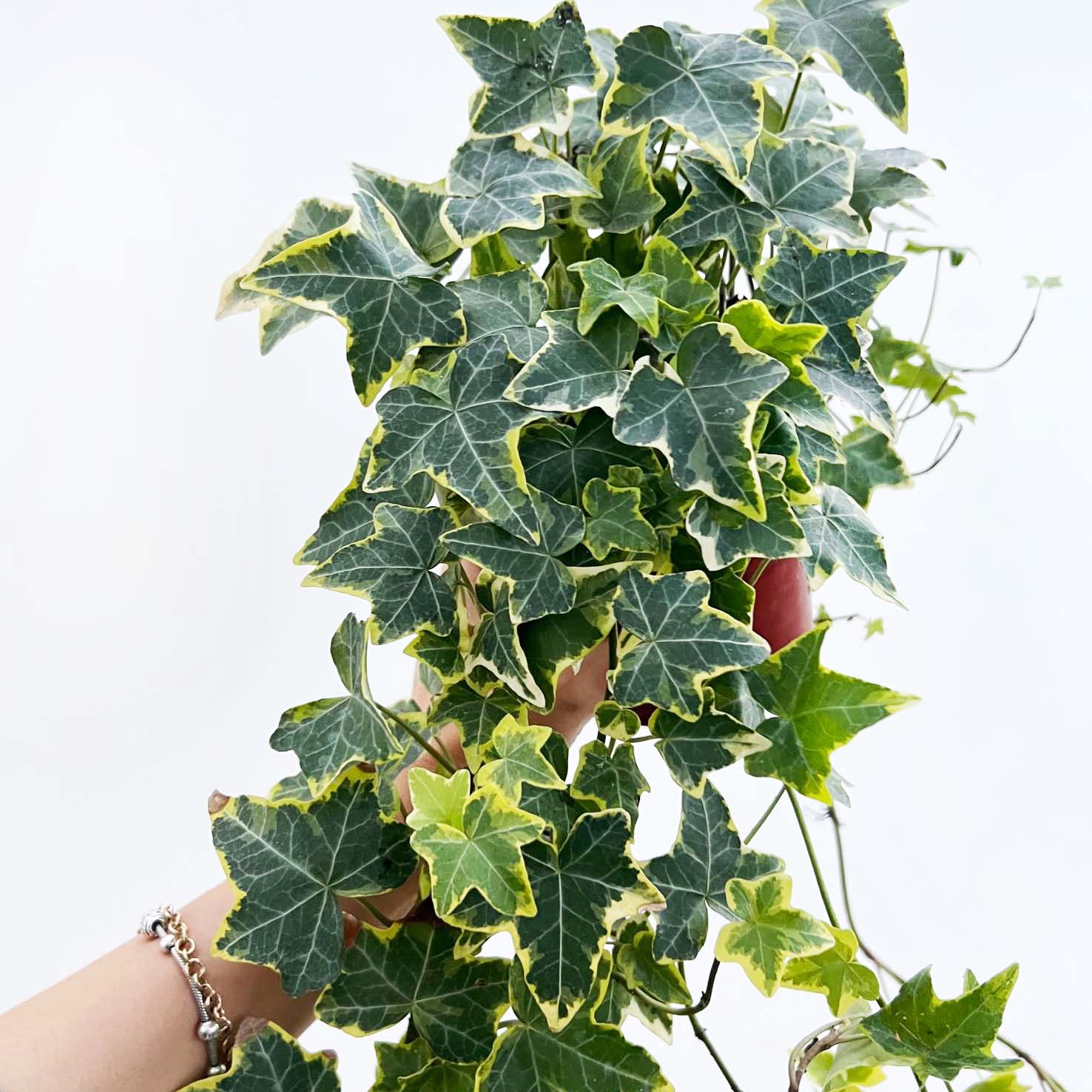 Hedera helix Gold