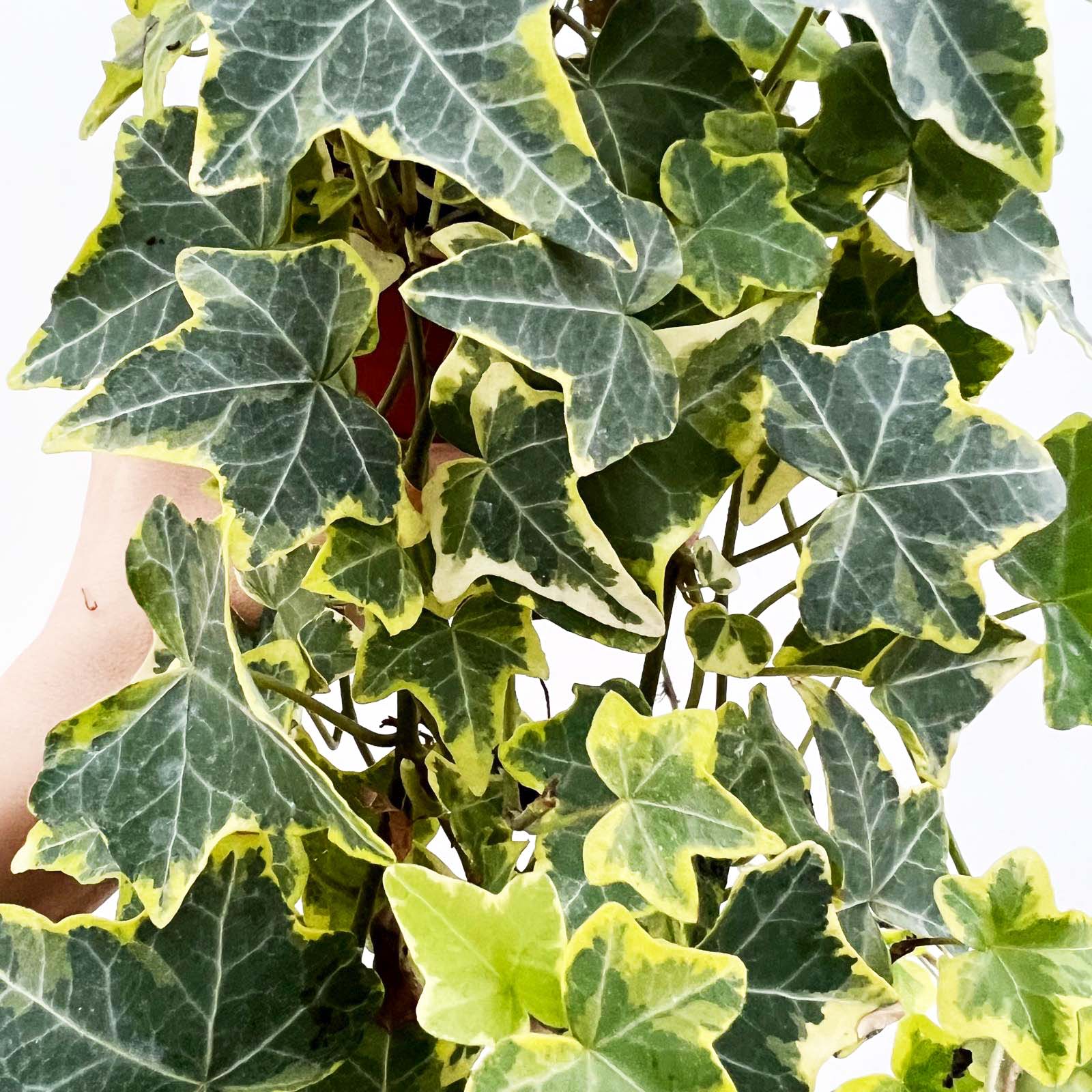 Hedera helix Gold