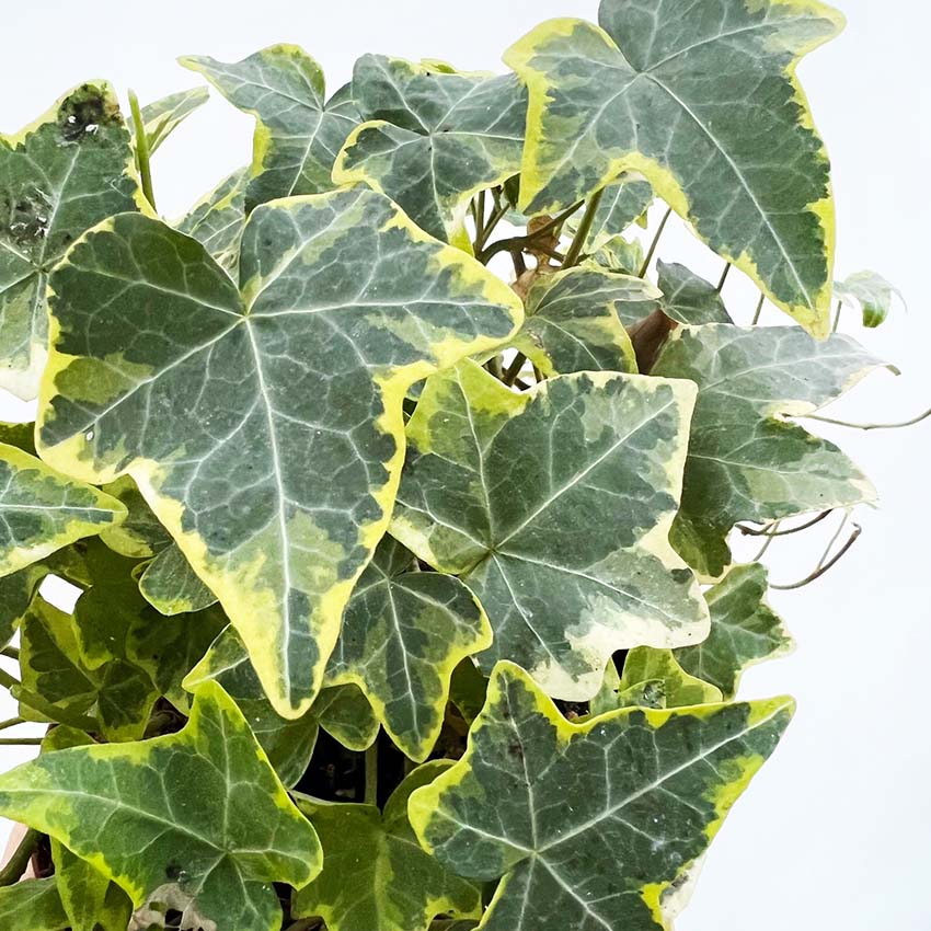 Hedera helix Gold