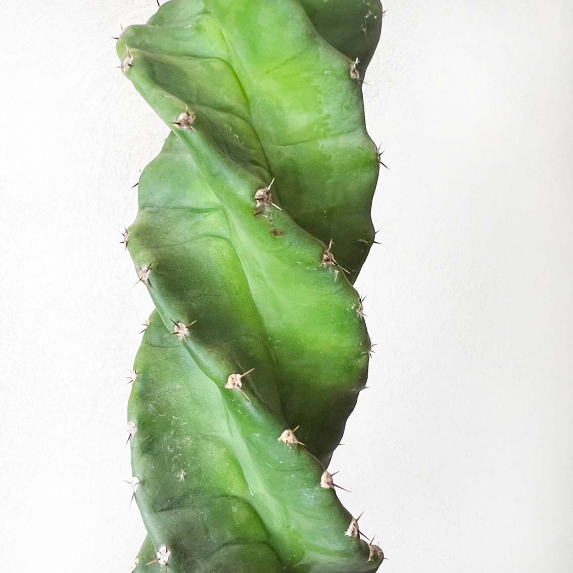 Cereus Spiralis