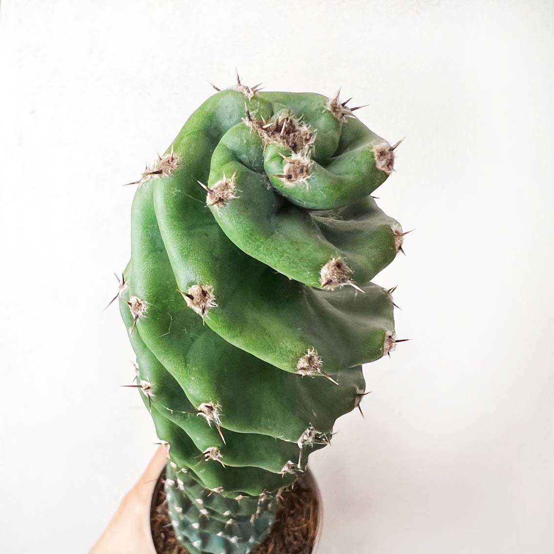 Cereus Spiralis