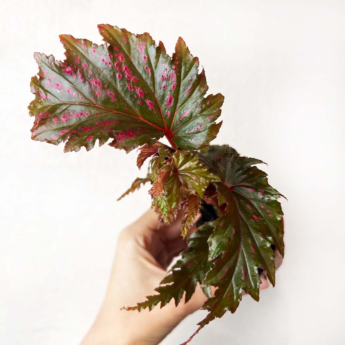 mini Begonia Serratipetala