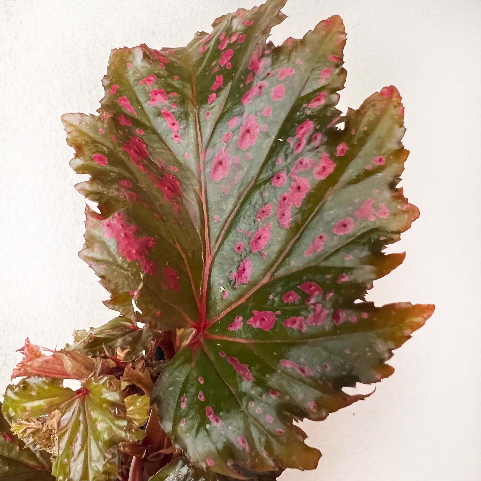 mini Begonia Serratipetala