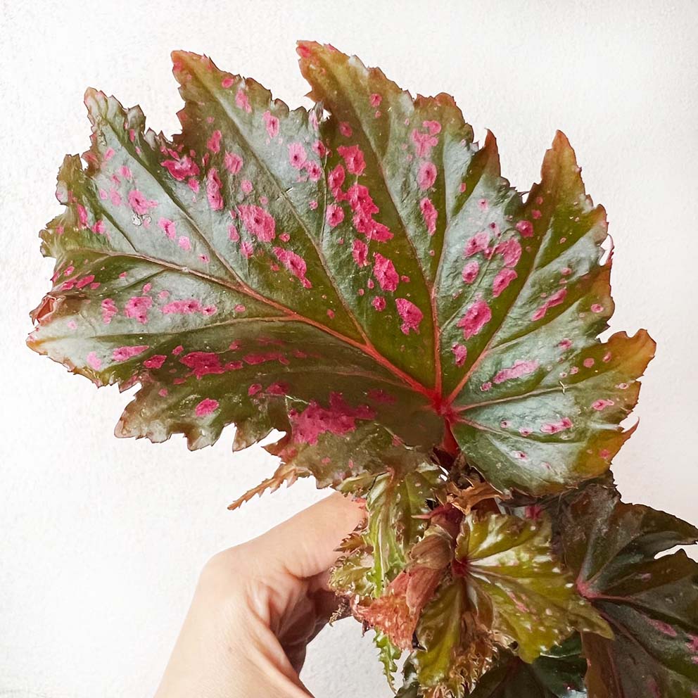 mini Begonia Serratipetala