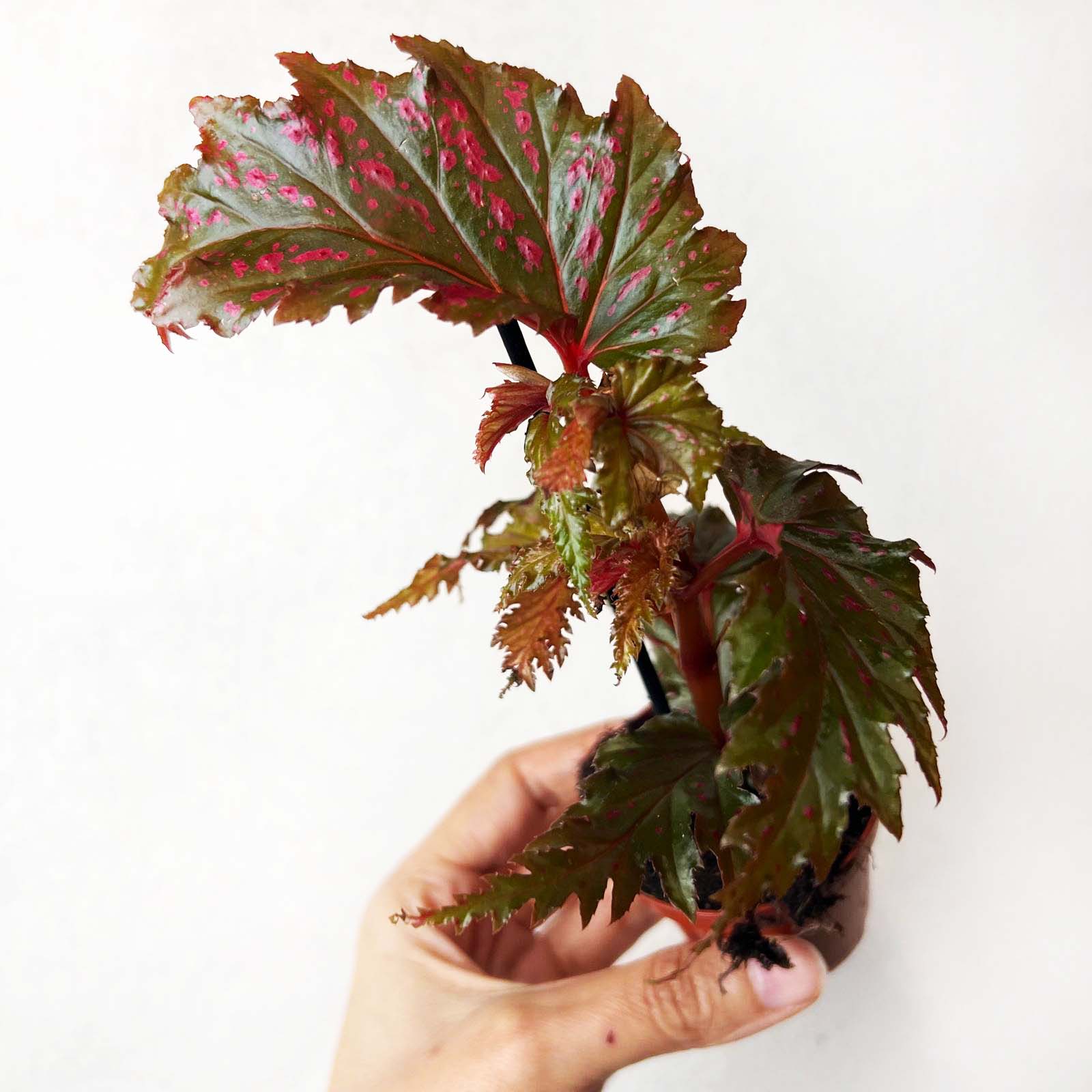 mini Begonia Serratipetala
