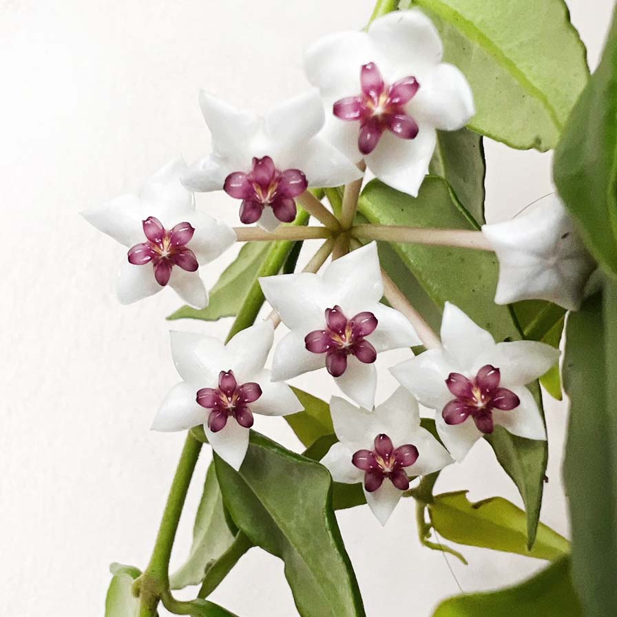 Hoya Bella