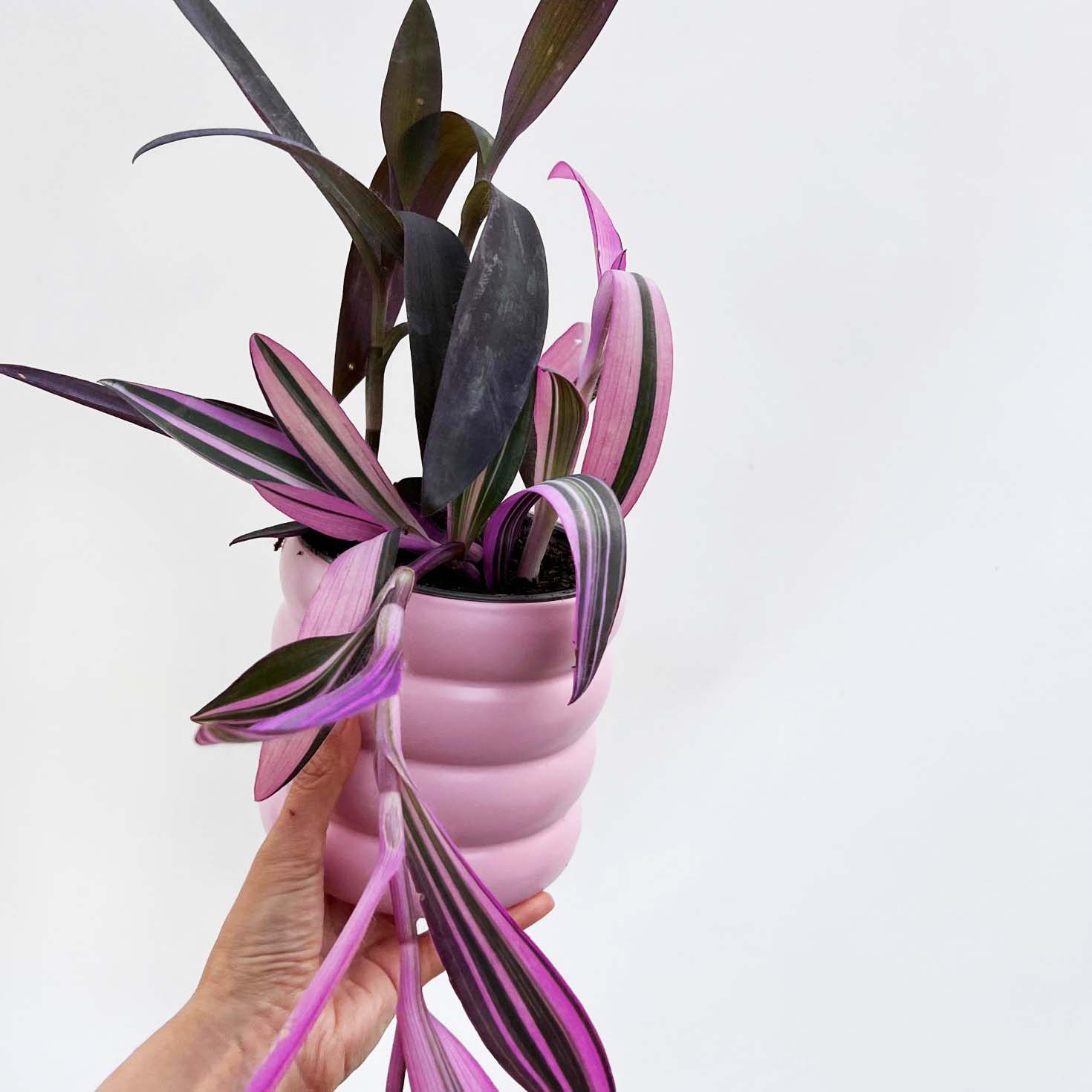 Vaso in ceramica /Milla