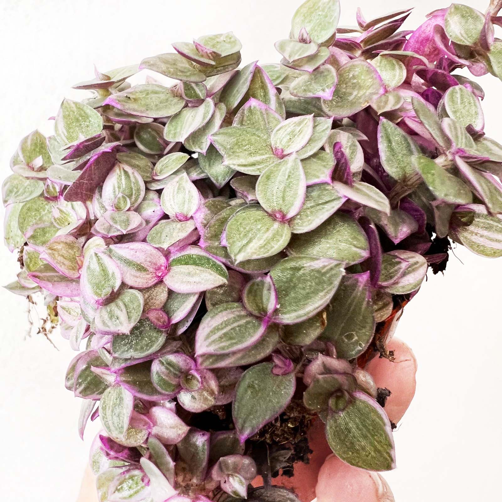 baby Callisia Pink lady