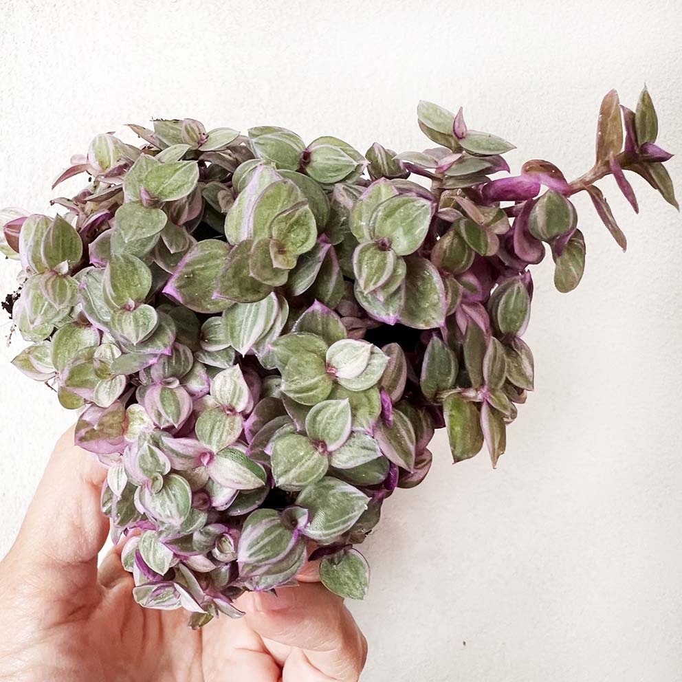 baby Callisia Pink lady