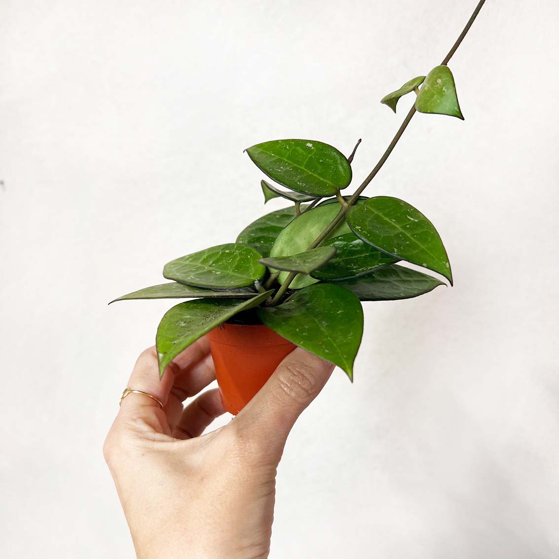 Hoya Parasitica Black Edge