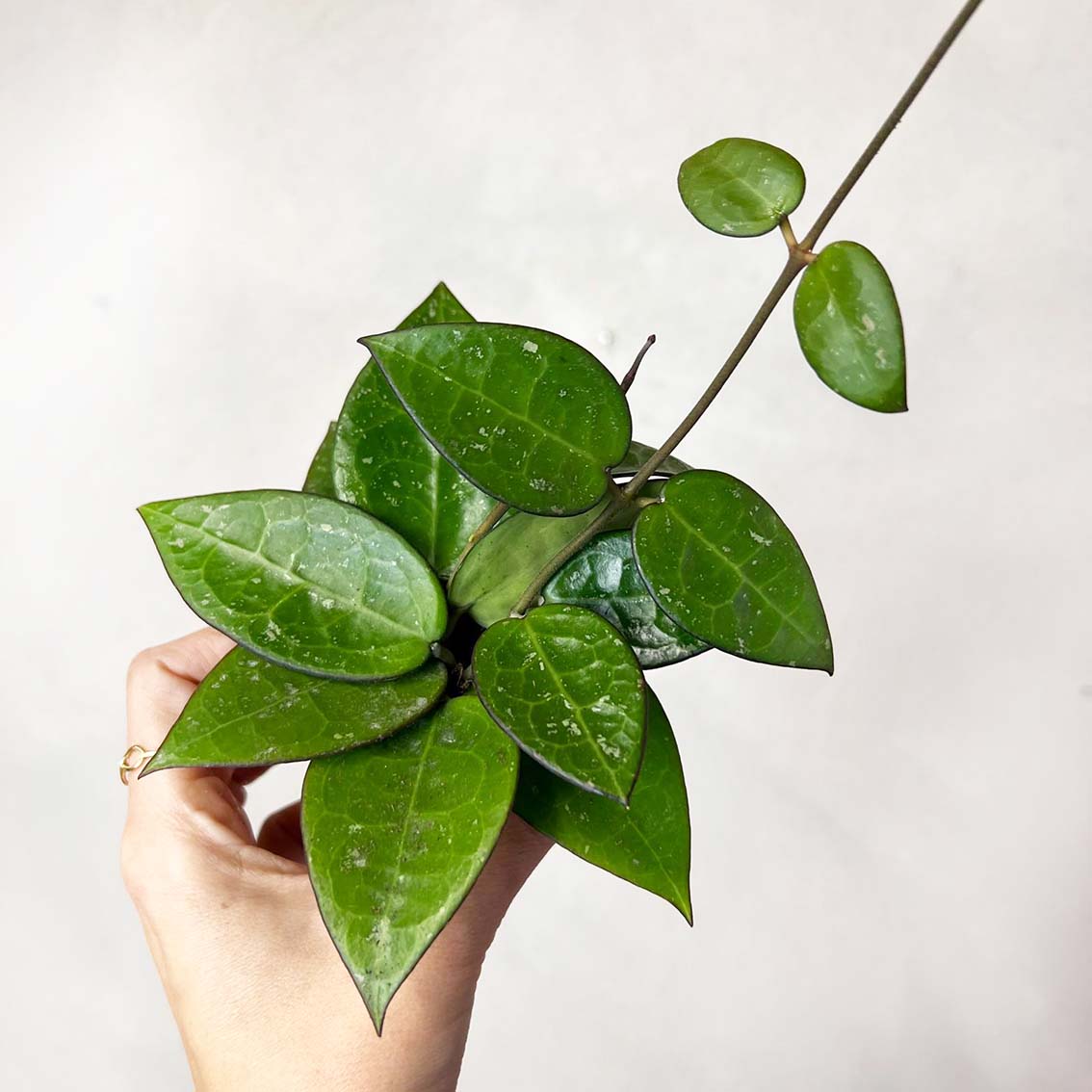 Hoya Parasitica Black Edge