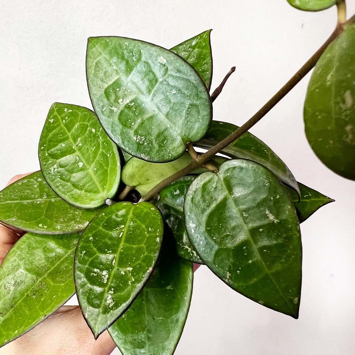 Hoya Parasitica Black Edge