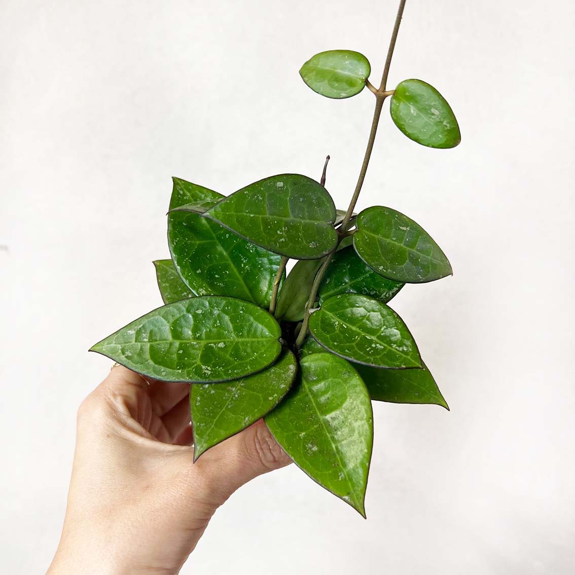 Hoya Parasitica Black Edge