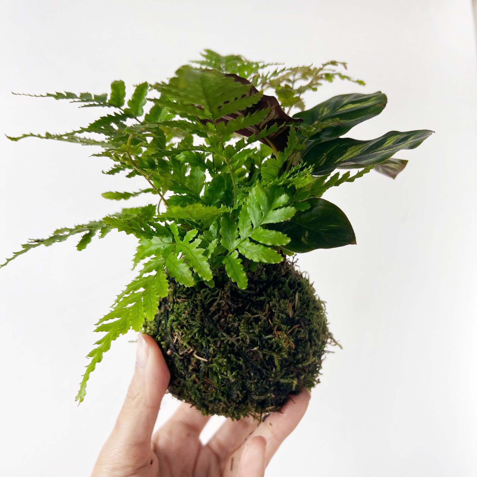 KOKET (KOKE-BOUQUET)- Paul