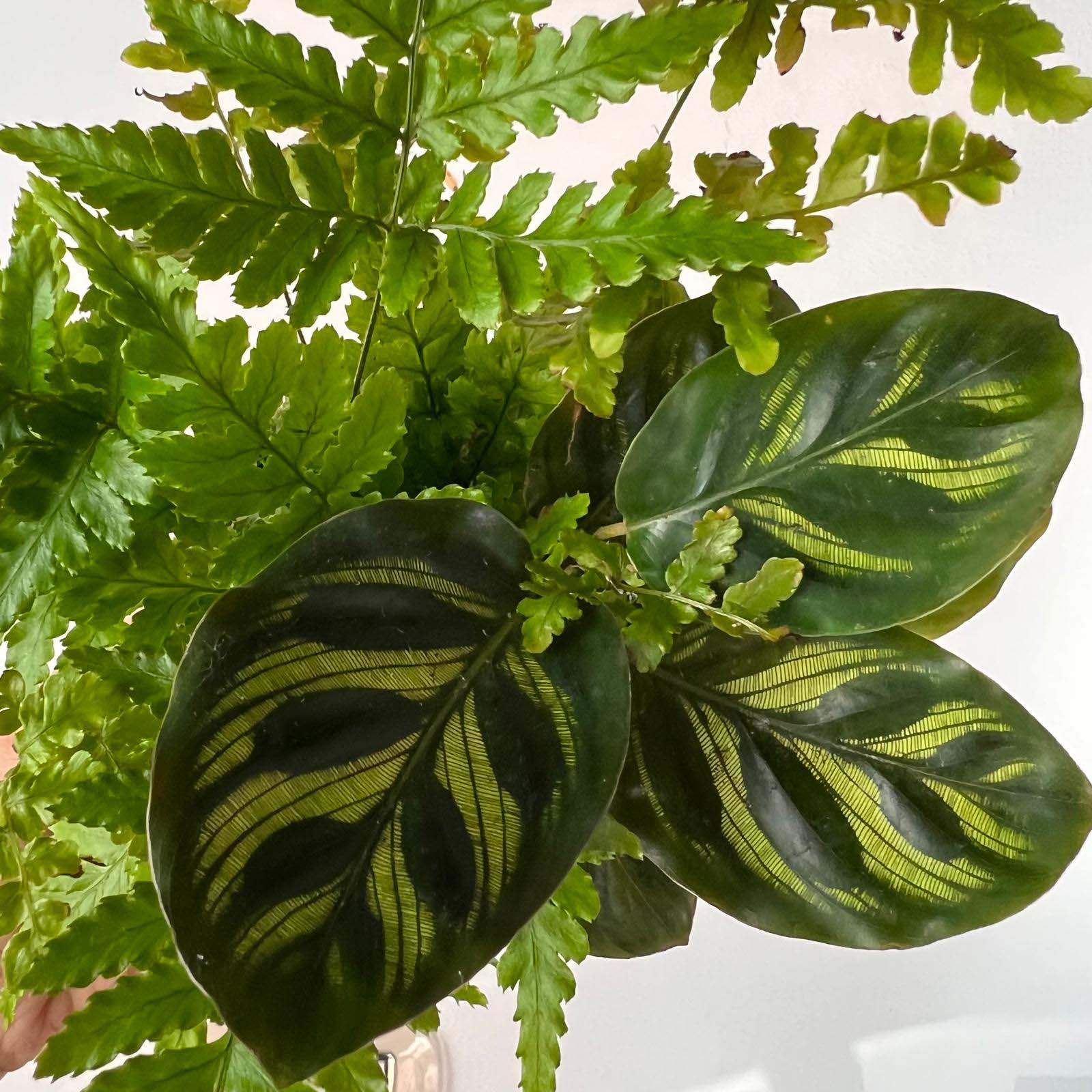 KOKET (KOKE-BOUQUET)- Paul