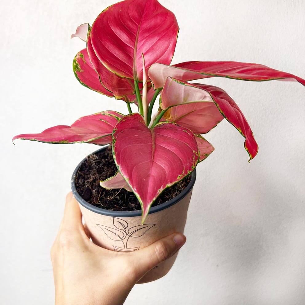 Aglaonema Ruby Red