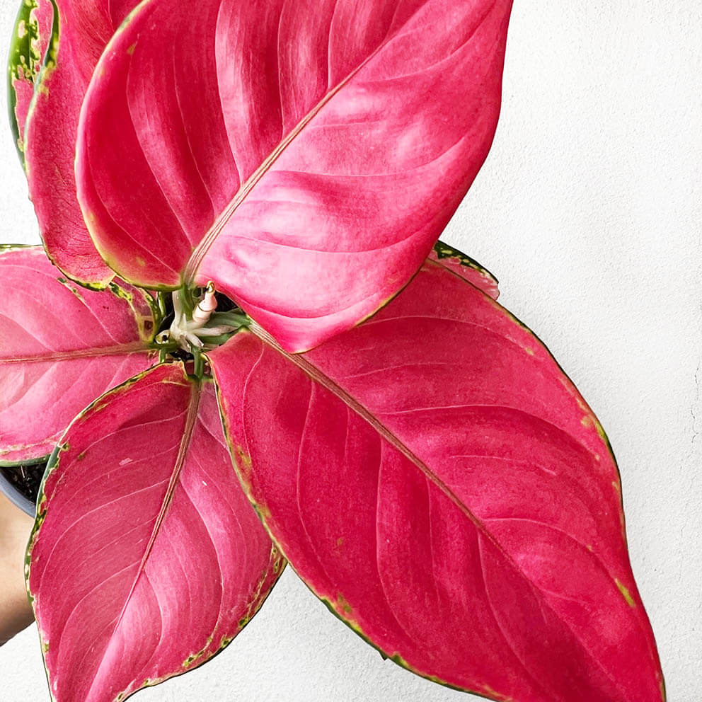 Aglaonema Ruby Red