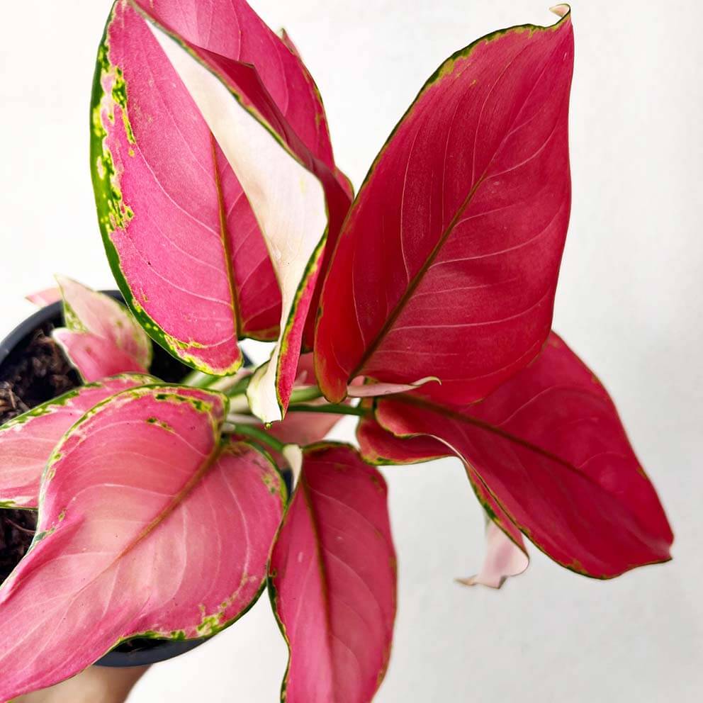 Aglaonema Ruby Red