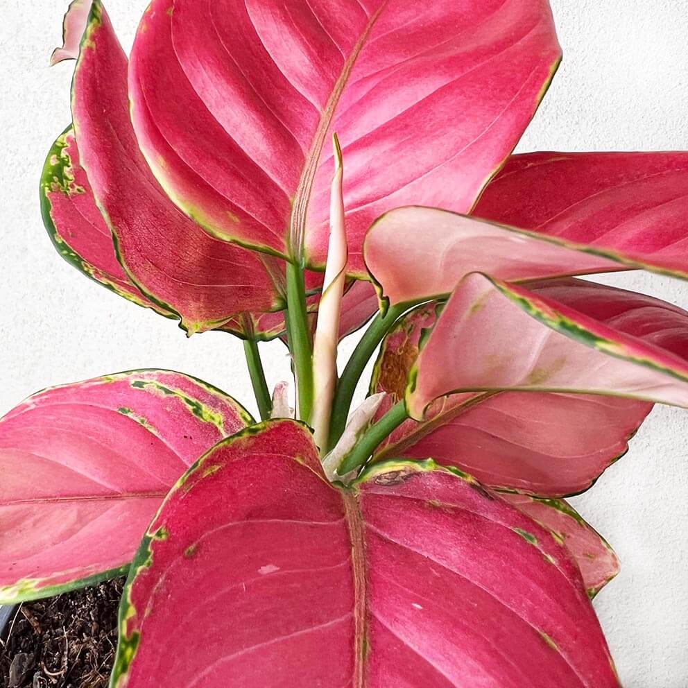 Aglaonema Ruby Red