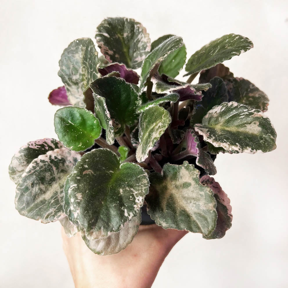 Violetta Africana Variegata
