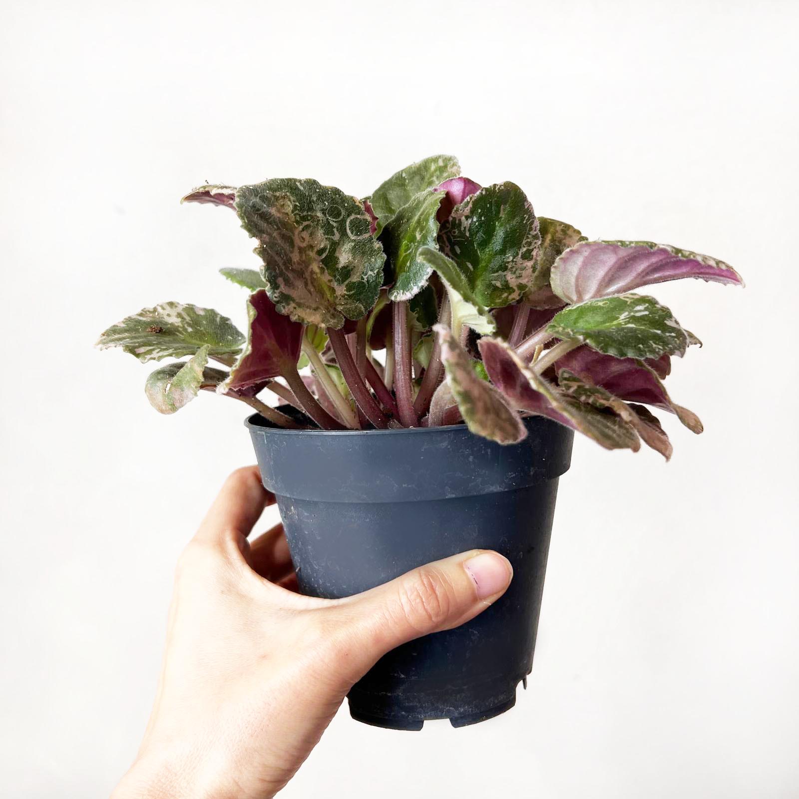 Violetta Africana Variegata