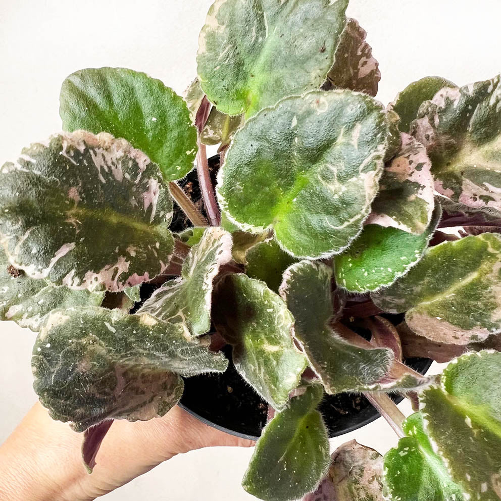 Violetta Africana Variegata