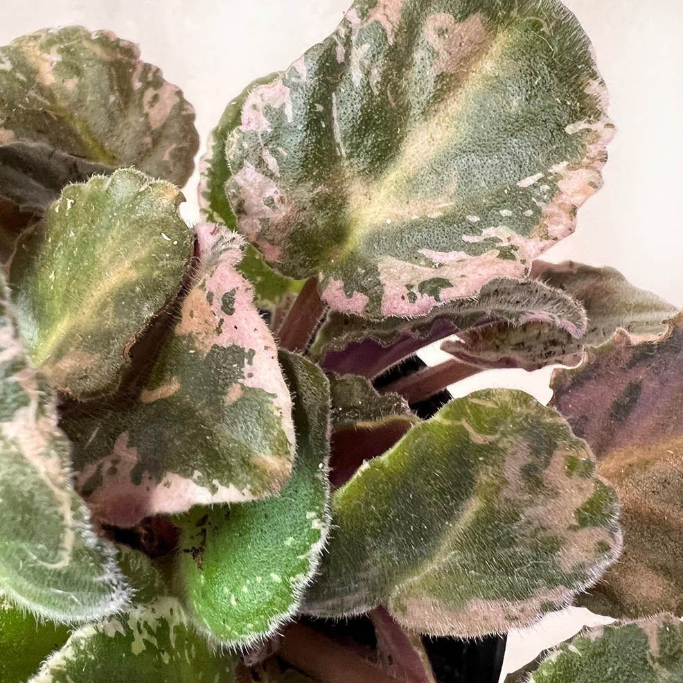 Violetta Africana Variegata