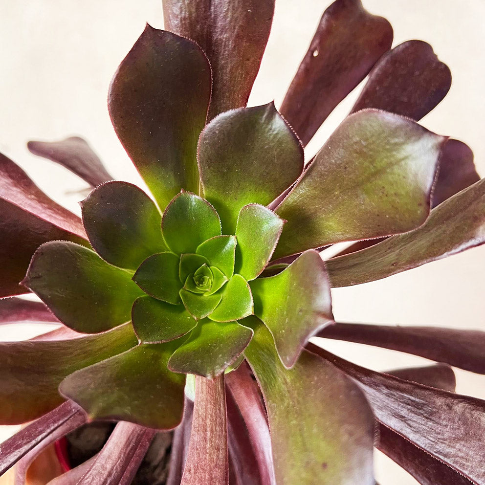 Aeonium Arboreum