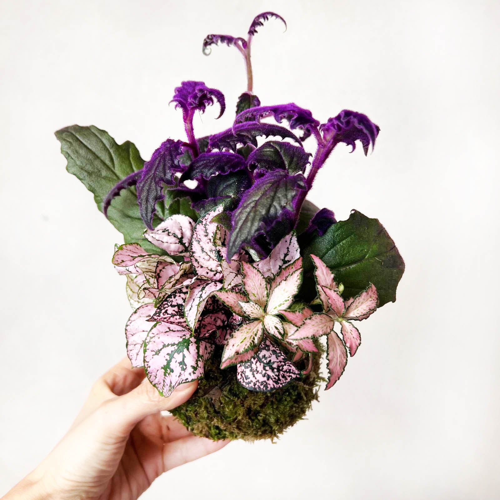 KOKET (KOKE-BOUQUET)-Ophelia