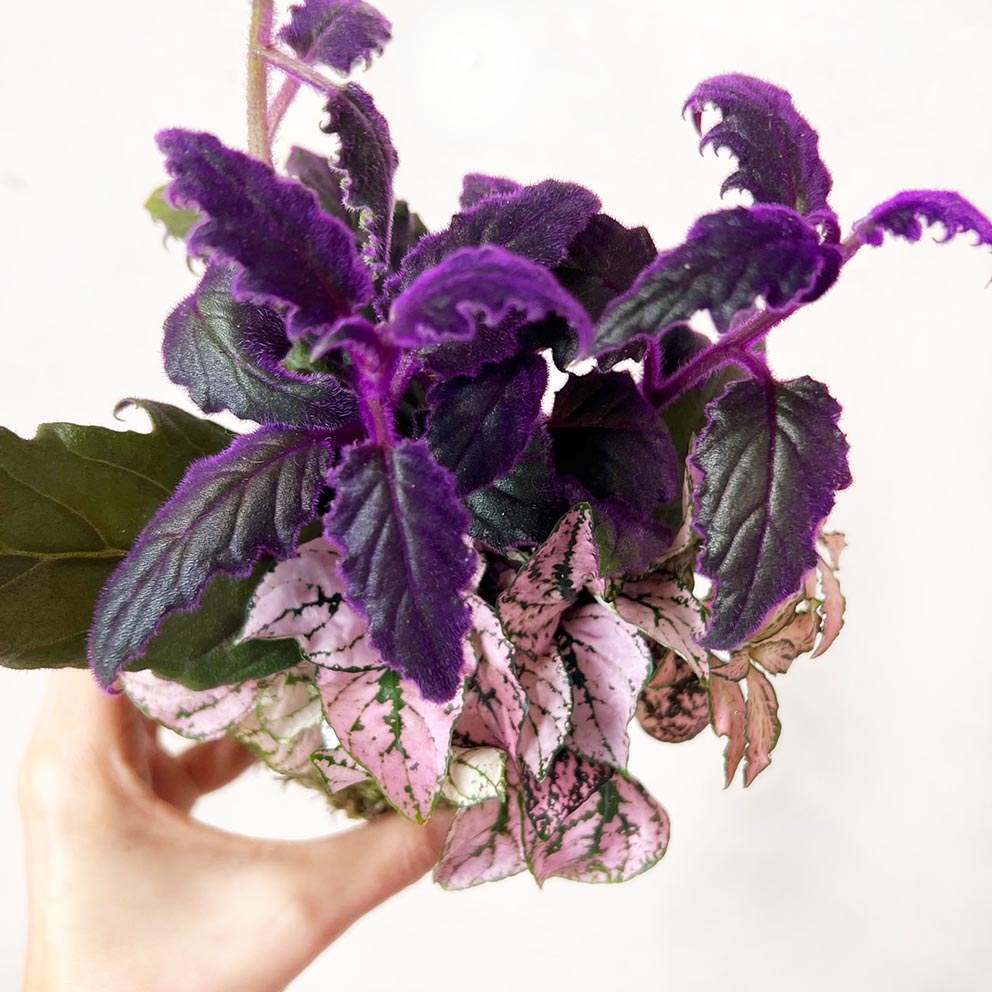 KOKET (KOKE-BOUQUET)-Ophelia