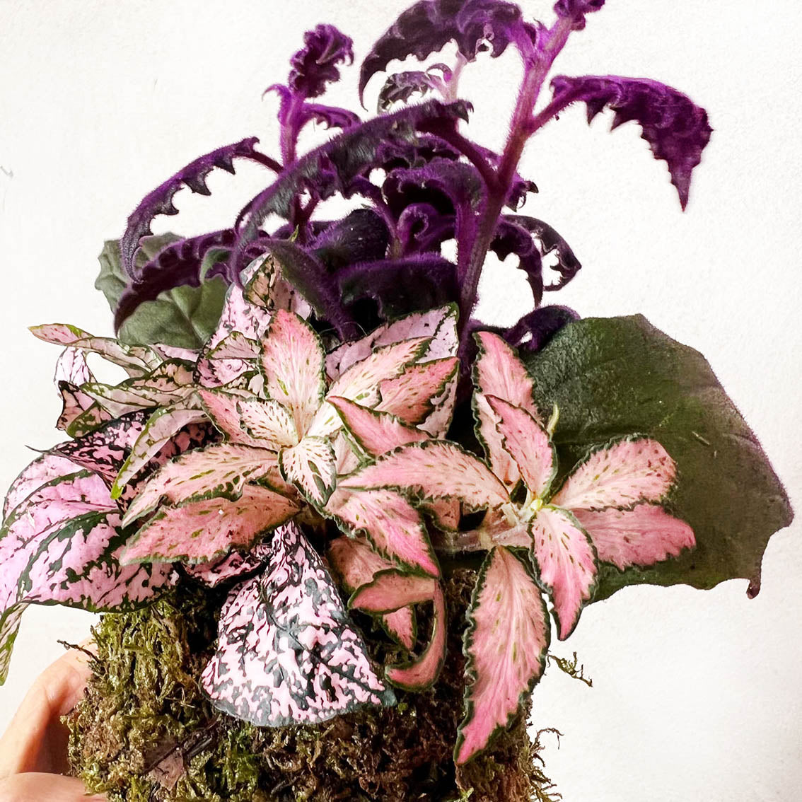 KOKET (KOKE-BOUQUET)-Ophelia