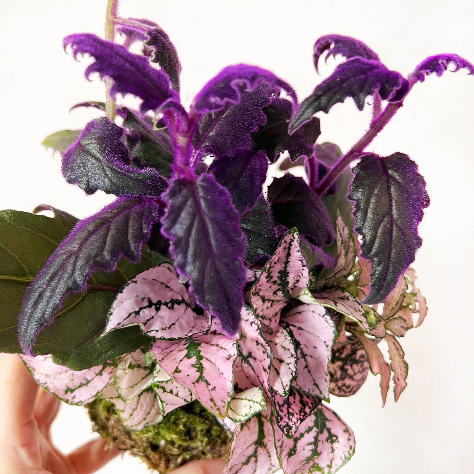 KOKET (KOKE-BOUQUET)-Ophelia