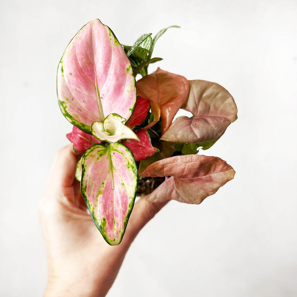 KOKET (KOKE-BOUQUET)-Amelia