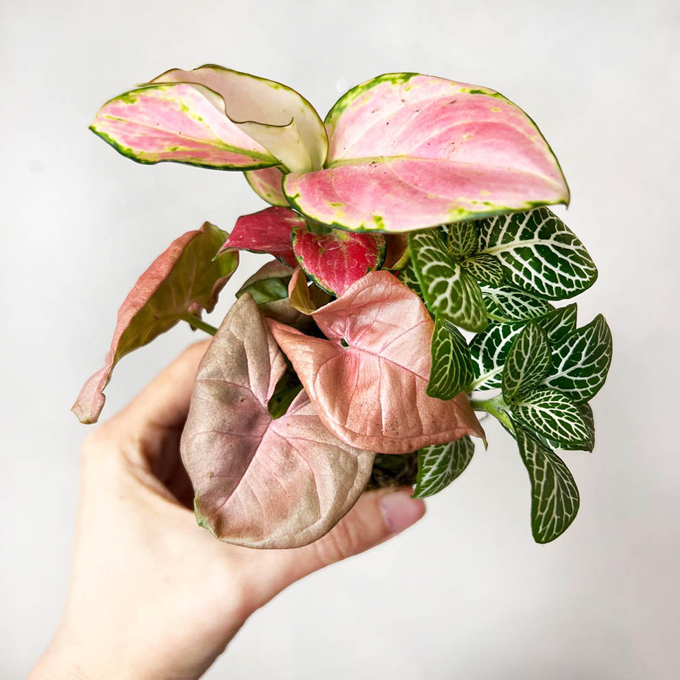 KOKET (KOKE-BOUQUET)-Amelia