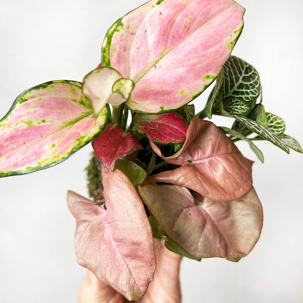 KOKET (KOKE-BOUQUET)-Amelia