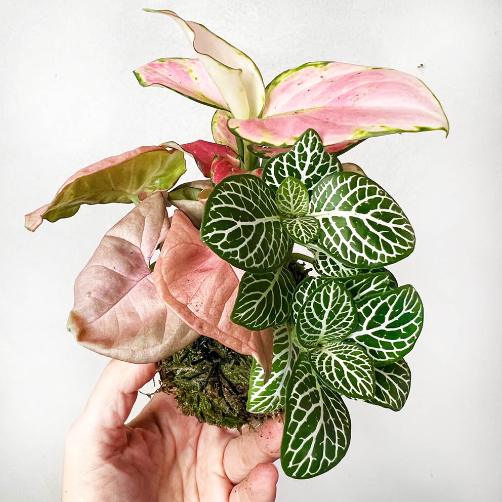 KOKET (KOKE-BOUQUET)-Amelia