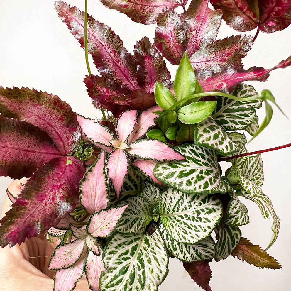 KOKET (KOKE-BOUQUET)-Iride