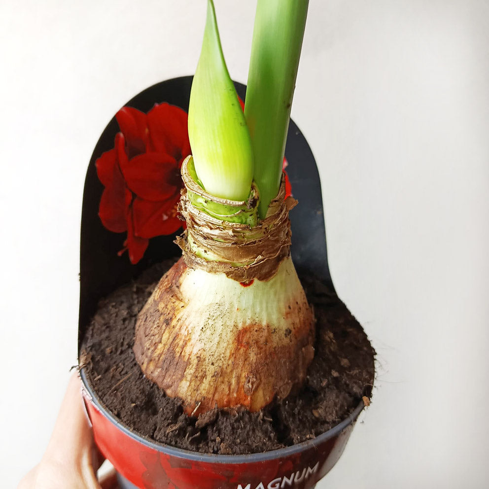 Hippeastrum Magnum