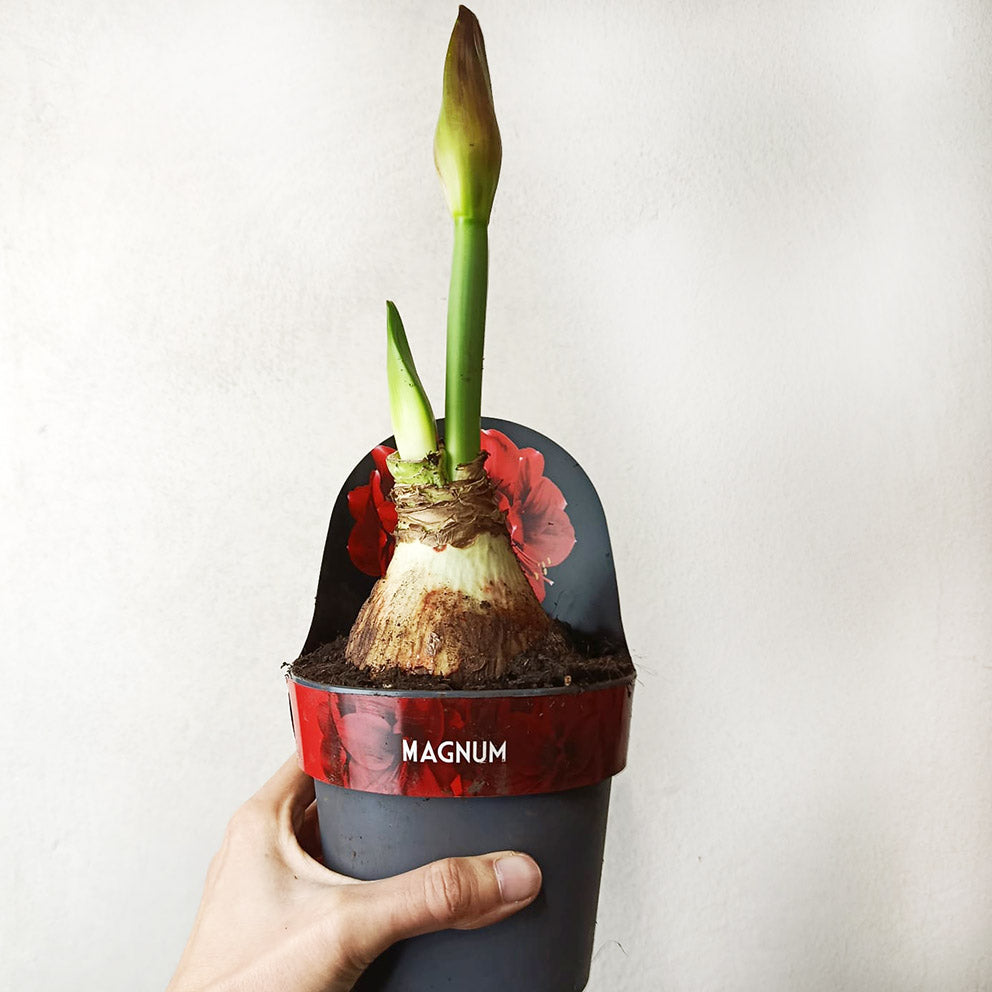 Hippeastrum Magnum